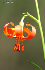 Lilium callosum