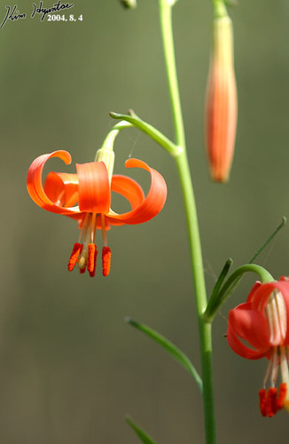 Lilium callosum, photograph 5