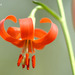 Siebold's Lily - Photo (c) Kim, Hyun-tae, some rights reserved (CC BY), uploaded by Kim, Hyun-tae