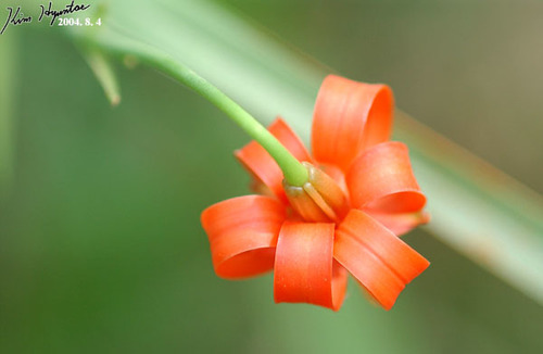 Lilium callosum, photograph 6