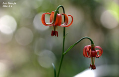 Lilium callosum