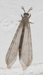 Vella