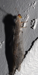 Vella
