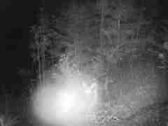 Canis latrans ochropus