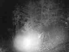 Canis latrans ochropus