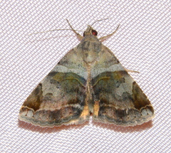 Panula inconstans