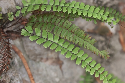 Adiantum ciliatum (Adiantum ciliatum)