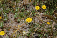 Pentachaeta aurea