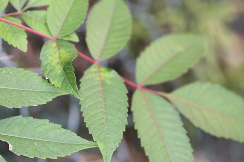 Rhus hypoleuca (Rhus hypoleuca)
