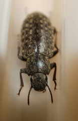 Imatismus villosus