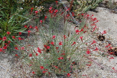 Ipomopsis tenuifolia