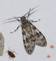 Eucereon myrina