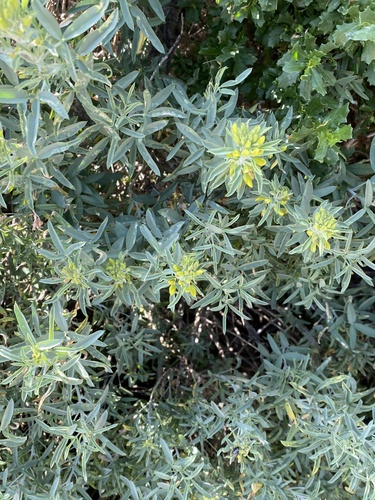 iNaturalist observation photo of Bladderpod
