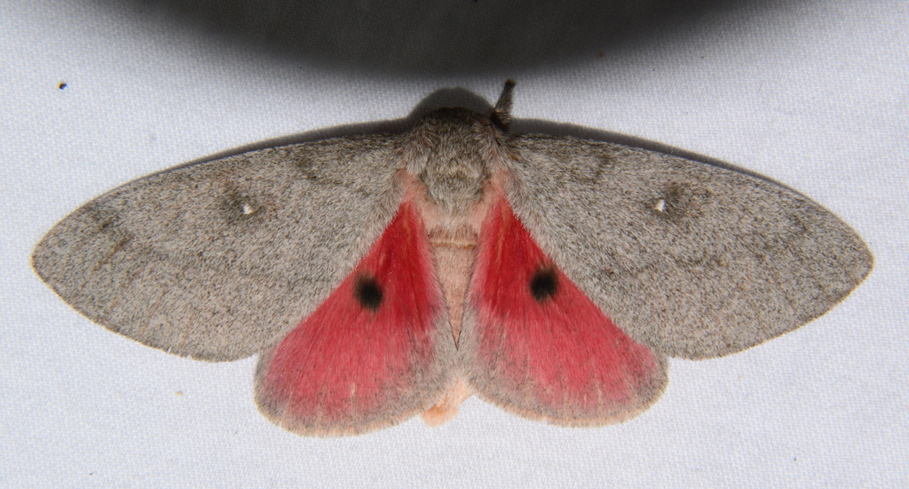 Syssphinx digueti