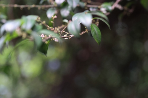 Image of Ilex pubescens by (c) sk2, some rights reserved (CC BY-SA)