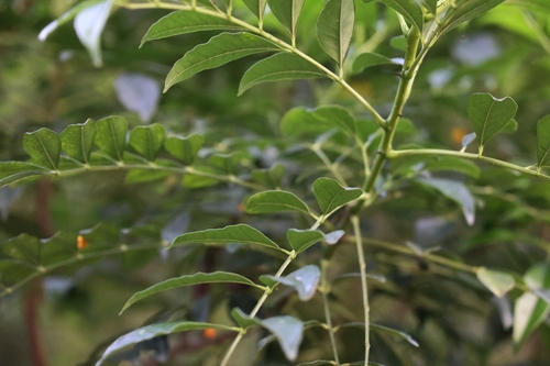 Image of Zanthoxylum avicennae by (c) sk2, some rights reserved (CC BY-SA)