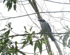 Saltator atripennis