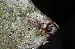 Bavia sexpunctata