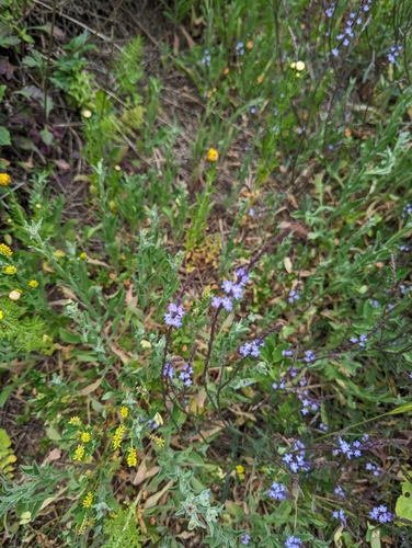 Image of Verbena menthifolia by (c) Tom and T Herman, some rights reserved (CC BY)