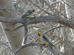 Platycercus elegans flaveolus