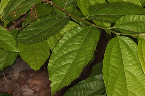 Image of Microcos paniculata by (c) sk2, some rights reserved (CC BY-SA)