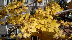 Ginkgo biloba