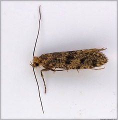 Archyala terranea