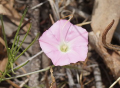 Convolvulus angustissimus