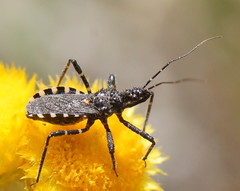 Trachylestes turneri