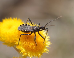 Trachylestes turneri