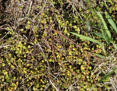 Coprosma neglecta