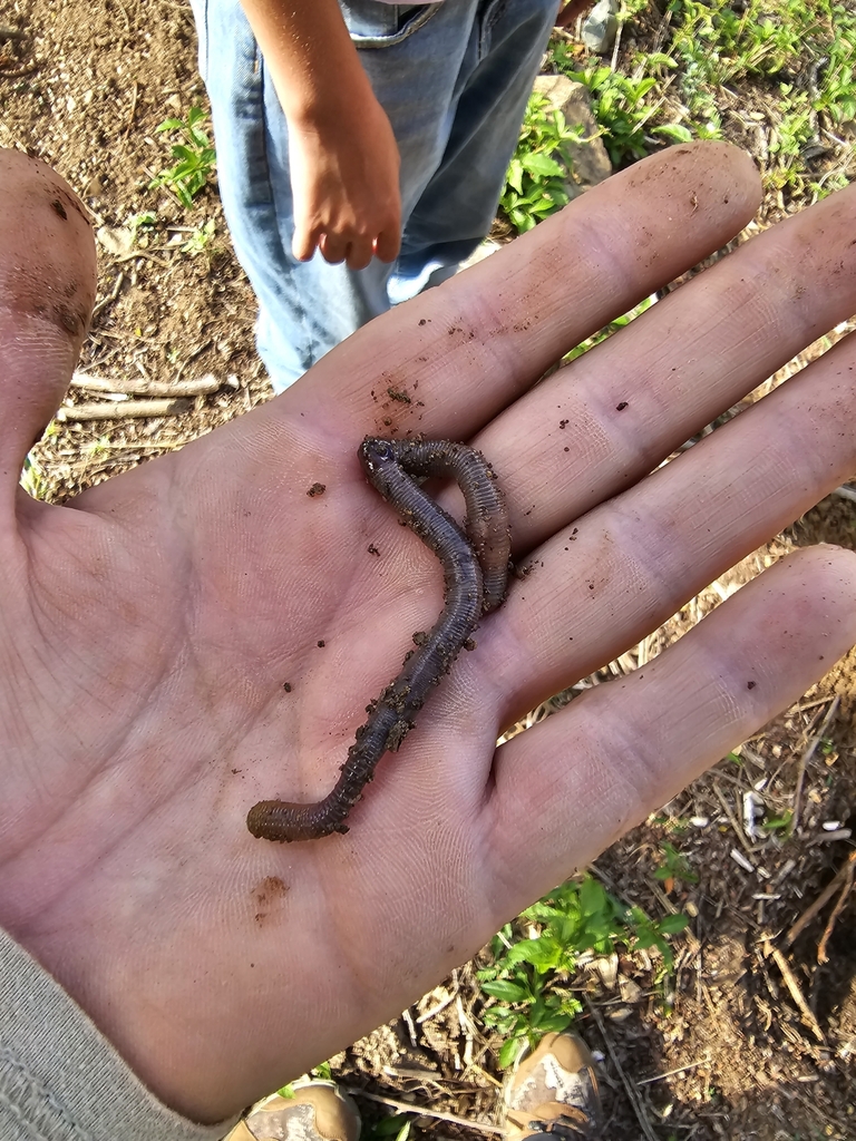 Onychochaeta borincana