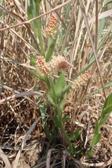 Acalypha depressinerva