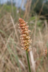 Acalypha depressinerva