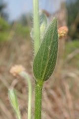 Acalypha depressinerva