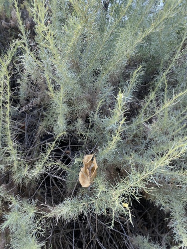 iNaturalist observation photo of California sagebrush