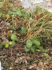 Pueraria montana lobata