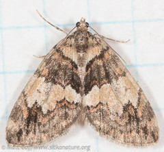 Hydriomena furcata