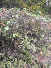 Pueraria montana lobata