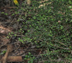 Coprosma neglecta
