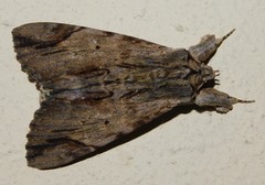 Ulotrichopus catocala