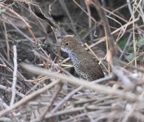 Scaly-breasted Cupwing (Pnoepyga albiventer), photo 7