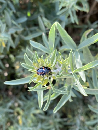 iNaturalist observation photo of Harlequin Bug