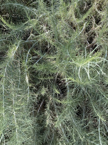 iNaturalist observation photo of California sagebrush