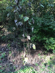 Pueraria montana lobata