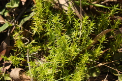 Scleranthus diander