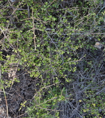 Coprosma neglecta