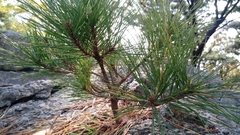 Pinus densiflora