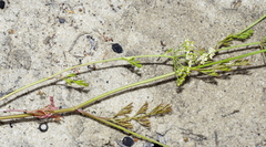 Dasispermum