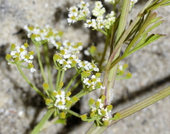 Dasispermum